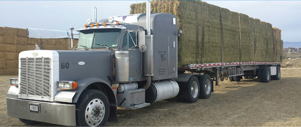 hay-hauling